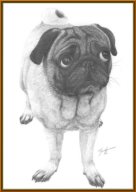 TJ088 - Pug